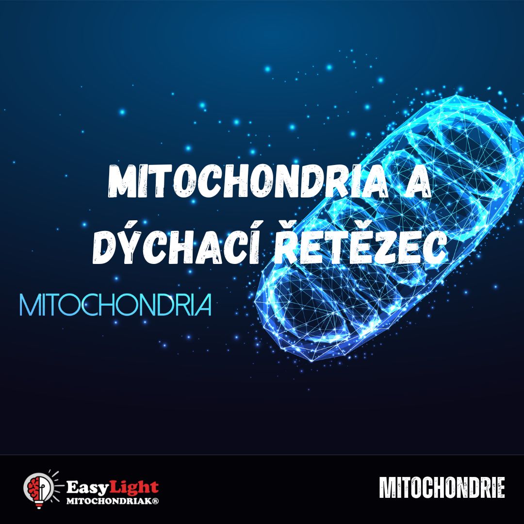 CZ Mitochondrie, dýchací řetězec, tvorba ATP, tvorba deuteria zbavené vody Blog EasyLight Mitochondriak